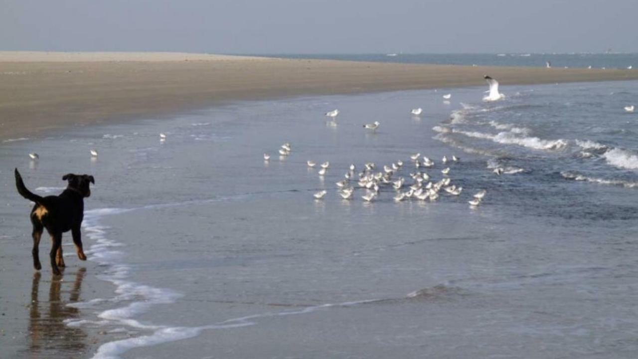 Het Pronkje Renesse